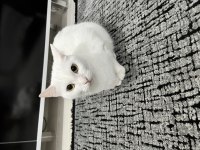 Dişi 2 yaşında nasir renk iran kedisi