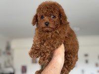 Petmode köpek çiftliğinden tea cup kore poodle