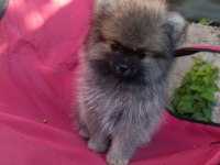 2 AYLİK POOMERAİN BOO ERKEK VE DİŞİ