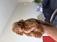 Toy Poodle 3 Aylık