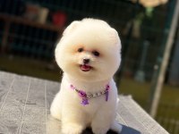 Pamuk Şekeri Pomeranian Boo