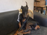 Kaliteli Doberman yavruları