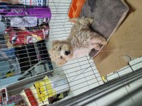 3 aylık erkek maltipoo