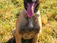 Belçika Malinois efsane yavrular