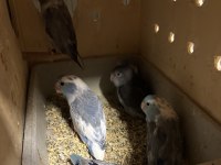 45 günlük bebek forpus