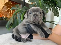 RENGARENK FRENCH BULLDOG YAVRULARIM EGZOTİK