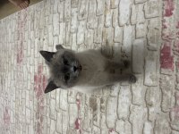 Yetişkin british shorthair dişi kediler