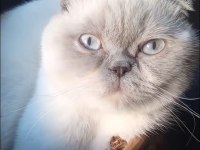 ücretsiz sahiplendirme scottish fold kedimiz