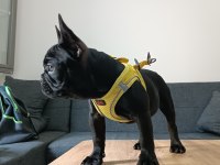 A+ Kalite FRENCH BULLDOG LEKESİZ SİYAH ÖZEL RENK