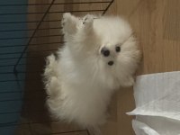 2 aylık erkek pomeranian