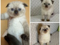 Scottish Fold Chocolate Point