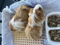 Karamel & Latte guinea pig