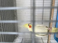 Garanti takım sultan papağanlar