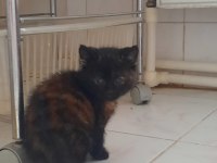 British shorthair kedisi sahiplendirme