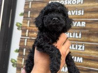 Siyah poodle bebekler