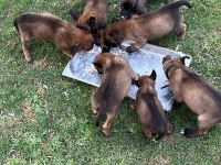 A kalite malinois belçika kurdu yavrular