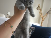 2 aylık Scottish & British Shorthair Sahiplendirme