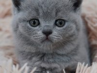 Sevgi pıtırcığı gri british shorthair