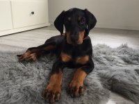 İsteğe Özel Estetikli Doberman Köpekler