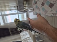 Muhabbet Kuşu 1,5 Yaşında