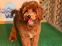 Maltipoo Bebekler Referans Yavru