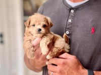 Maltipoo Bebek Surat Yavrular 