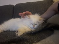 British longhair 2,5 aylık