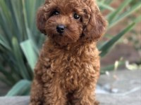 Safkan Toy Poodle Yavrular