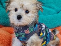 Neşe kaynağı Morkie Yavrularımız