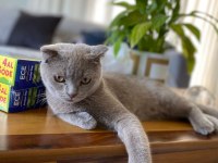 Evcil scottish fold tuvalete alışık