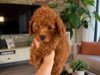 AILE ORTAMINDA BUYUYEN POODLE MINIKLER