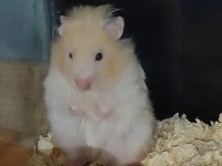 8 aylık sevimli uysal insana alışık hamster
