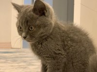 BRİTİSH SHORTHAİR KEDİ YAVRUSU