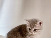 Sessiz ve Tatlı Sevgi Dolu Gri British Shorthair