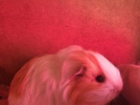 Sheltie ginepig
