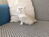 Silver kız kardeş kediler