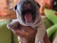 Yavru french bulldog