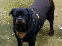 Rottweiler 5 Yaşında Erkek Kısır