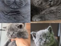 Safkan full british shorthair soy yavrular