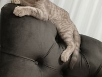 Sahiplendirmek istiyorum scottish fold kedimizi