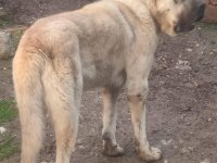 Dev Irk Anadolu Çoban Köpeği