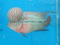FLOWERHORN