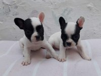 Harika güzellikte french Bulldog yavrularım