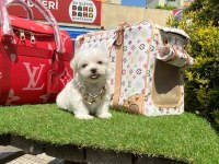 TATLI TADINDA MALTESE TERİER