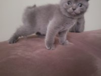 Scottish fold ve british yavrular rezervasyona hazır