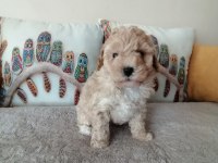 Muhteşem Maltipoo bebek köpekler