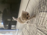 1,5 Aylık Dişi Scottish Fold Sahiplendirilecektir