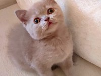 ŞEKERİLİNKOO DİŞİ LİLAC RENK KEDİMİZ