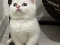 RED POINT VE BLUE POINT BRITISH SHORTHAIR YAVRULAR