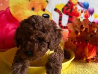 Anne Yanından Toy Poodle Bebekler